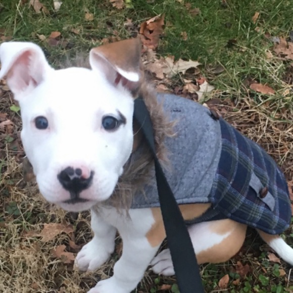 Meet your Posher, Amanda - Picture 4 of 10